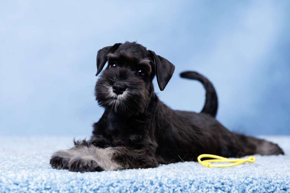 Собаки в Саратове: Щенки цвергшнауцера Мальчик, 70 000 руб. - фото 1