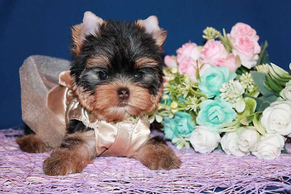 Собаки в Москве: Девочка, мелкий стандарт, Ямаха. Девочка, 130 000 руб. - фото 1