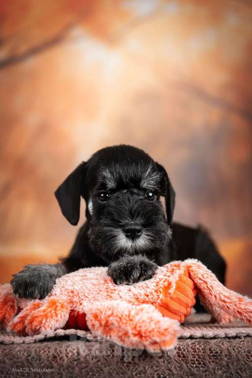 Собаки в Самаре: Щенки цвергшнауцера Девочка, 65 000 руб. - фото 3