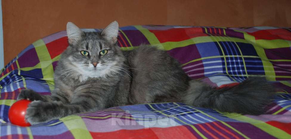 Кошки в Москве: Николь ищет дом!!! Девочка, Бесплатно - фото 4