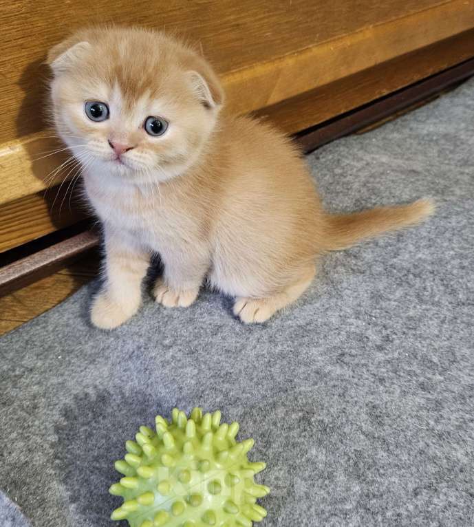 Кошки в Санкт-Петербурге: Муркотик Мальчик, 20 000 руб. - фото 4