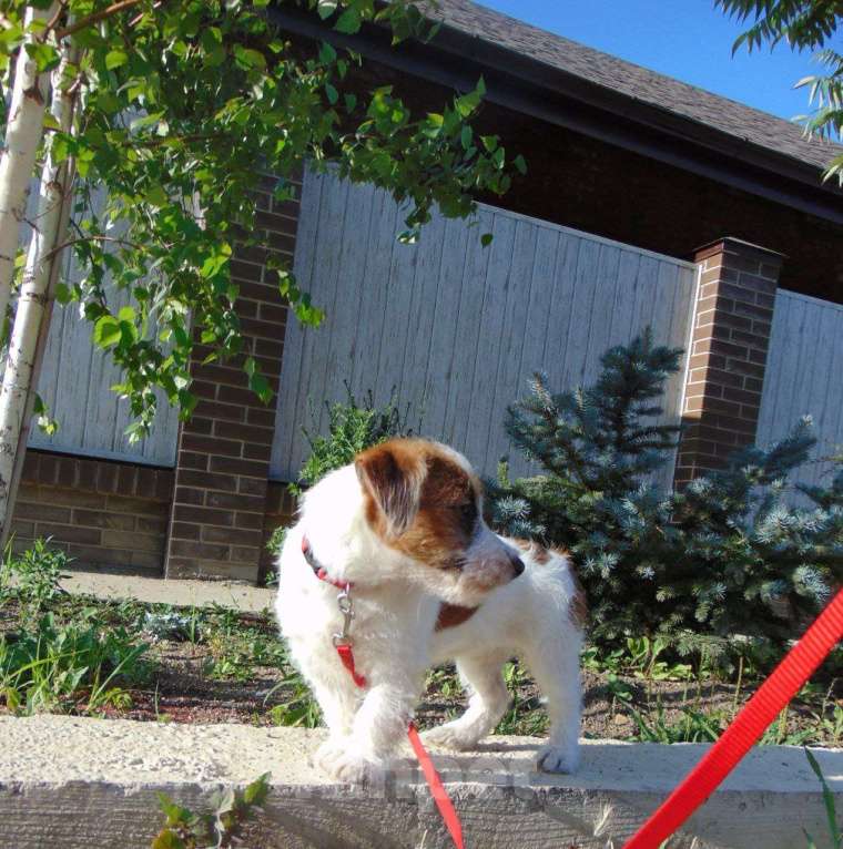 Собаки в Москве: Щенок Джек Рассел терьера (девочка) Девочка, 30 000 руб. - фото 4