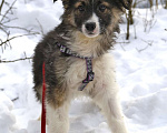 Собаки в Чехове: Лапочка Плюша (Ива) в добрые руки! Девочка, Бесплатно - фото 4