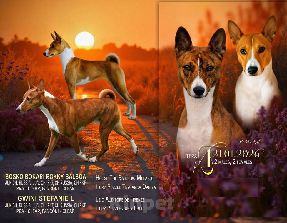 Собаки в Архангельске: Щенок басенджи Девочка, 60 000 руб. - фото 9