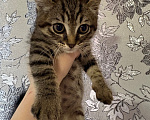 Кошки в Якутске: Котёнок Мальчик, Бесплатно - фото 2