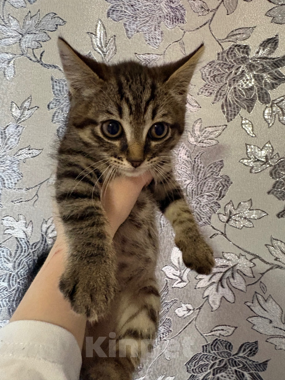 Кошки в Якутске: Котёнок Мальчик, Бесплатно - фото 2