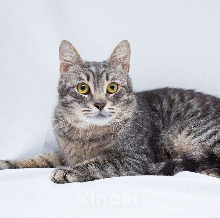 Кошки в Москве: Ласковый серебристый котик грустит взаперти 💔 Мальчик, Бесплатно - фото 2