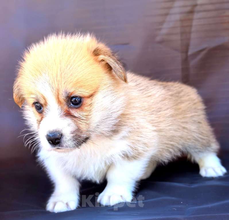 Собаки в Москве: Девочка вельш корги пемброк Девочка, 60 000 руб. - фото 7