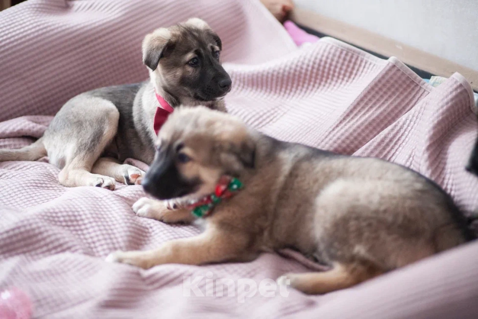 Собаки в Москве: Щенок в добрые руки Мальчик, Бесплатно - фото 8