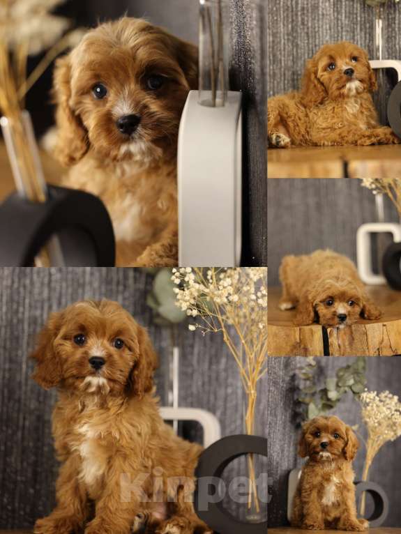 Собаки в Нижнем Новгороде: Кавапу f1 Ник Мальчик, Бесплатно - фото 1