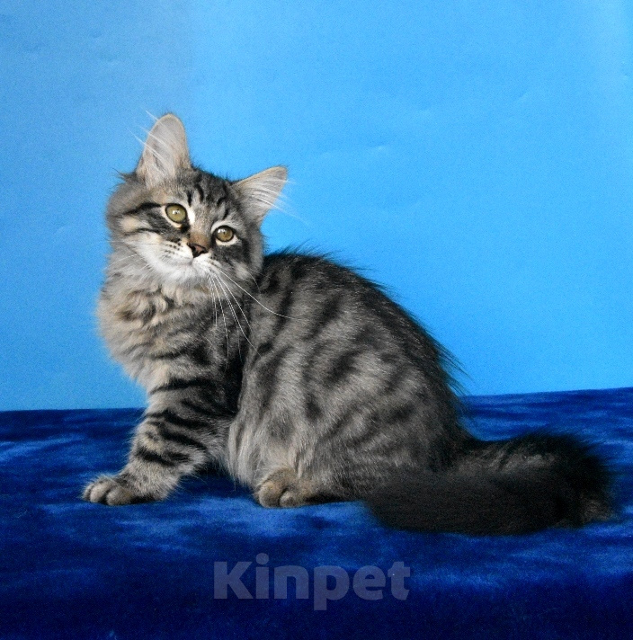 Кошки в Москве: Сибирский принц Мальчик, 45 000 руб. - фото 6