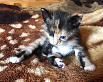 Кошки в Чехове: Котята в добрые руки . Девочка, 1 руб. - фото 1