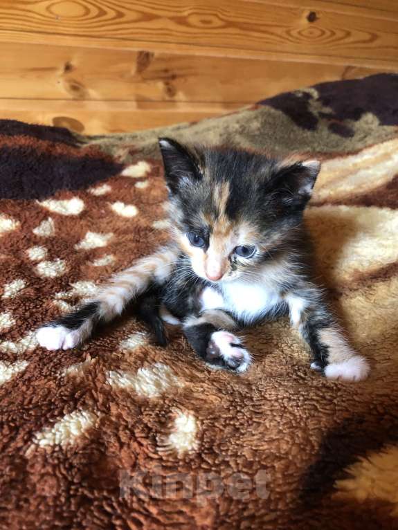 Кошки в Чехове: Котята в добрые руки . Девочка, 1 руб. - фото 1