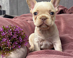 Собаки в Москве: Французский бульдог щенок Девочка, 60 000 руб. - фото 1