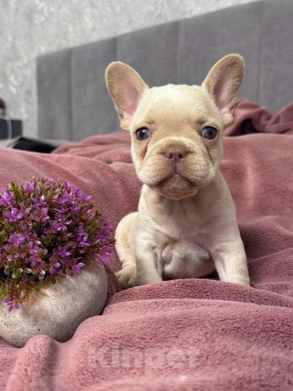 Собаки в Москве: Французский бульдог щенок Девочка, 60 000 руб. - фото 1