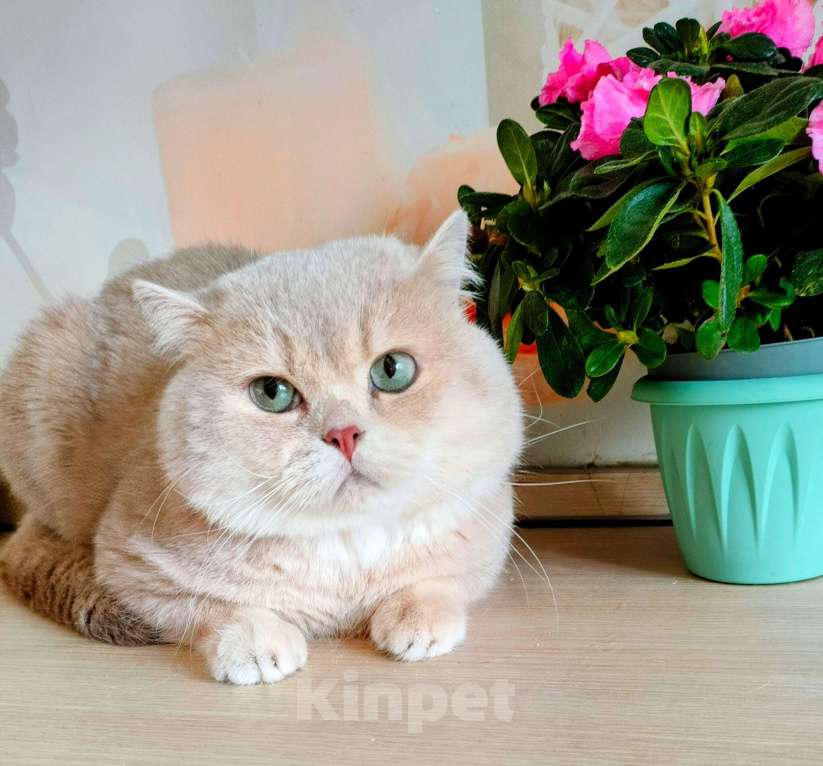 Кошки в Воронеже: Лиловая золотая шиншилла взрослый кот Мальчик, 70 000 руб. - фото 1