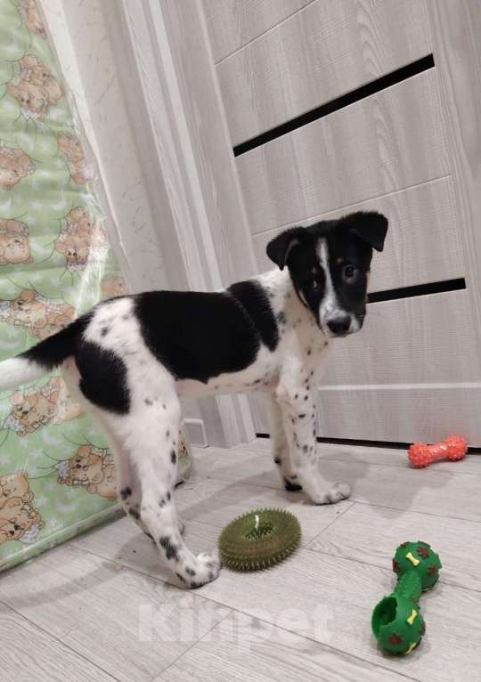 Собаки в Москве: Спайк якутенок Мальчик, Бесплатно - фото 5