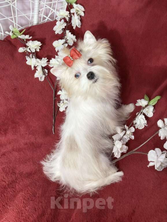 Собаки в Москве: Белый йорк с голубыми глазами девочка подрощенная Девочка, 130 000 руб. - фото 4