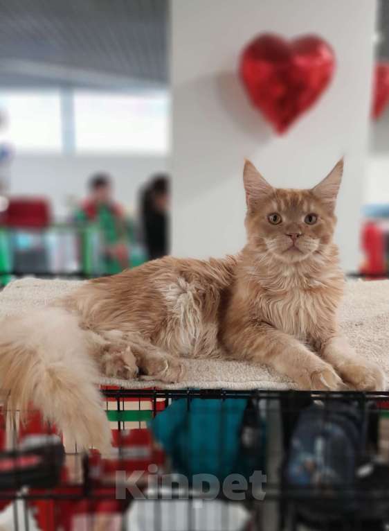 Кошки в Москве: Мейн-кун мальчик Мальчик, 80 000 руб. - фото 6