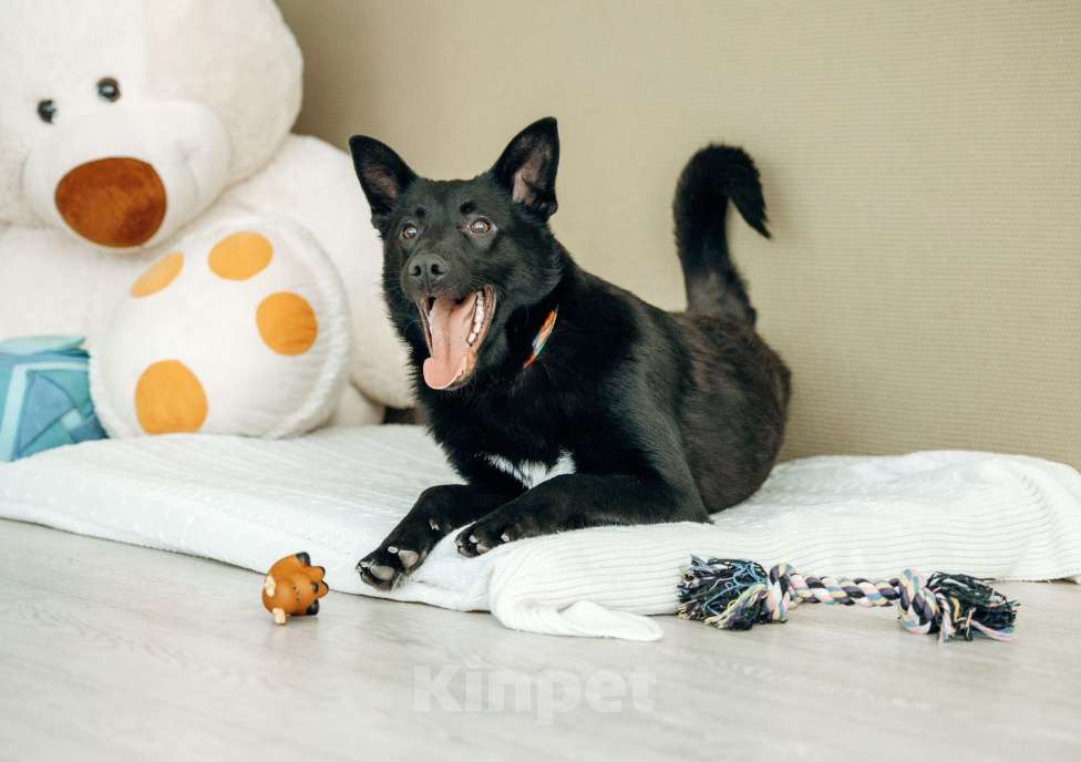 Собаки в Москве: Щенок-метис овчарки в Москве бесплатно Мальчик, Бесплатно - фото 6