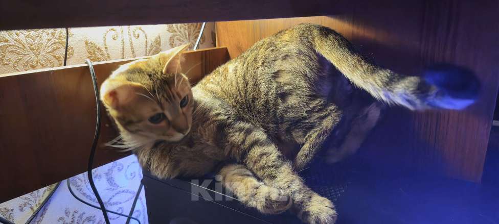 Кошки в Санкт-Петербурге: Кошка Юки, отдаю в добрые руки Девочка, Бесплатно - фото 6