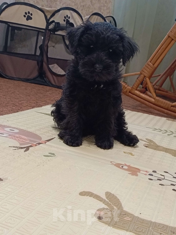 Собаки в Москве: Щенки цвергшнауцера Девочка, 80 000 руб. - фото 2