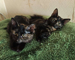 Кошки в Набережных Челнах: Котёнок  Девочка, Бесплатно - фото 1