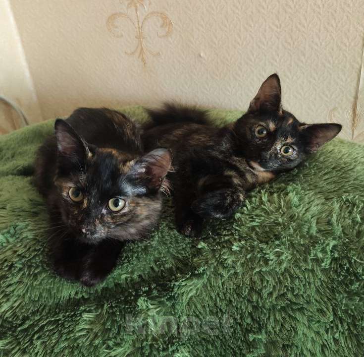 Кошки в Набережных Челнах: Котёнок  Девочка, Бесплатно - фото 1