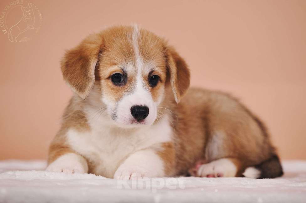 Собаки в Москве: Вельш корги пемброк единственная в своем роде по происхождению . Девочка, Бесплатно - фото 7