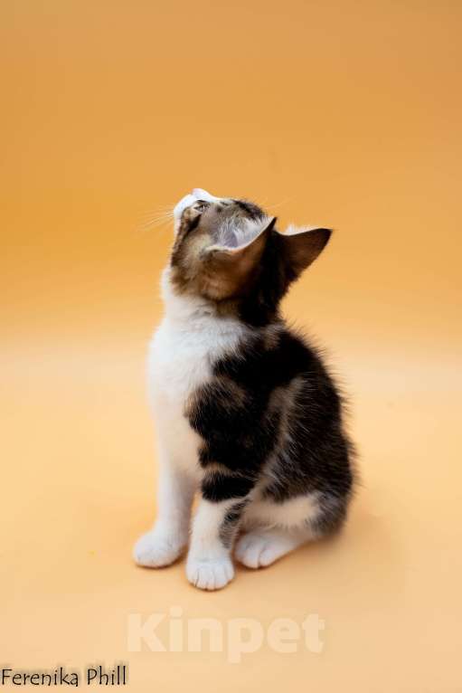 Кошки в Хабаровске: Котёнок Курильского Бобтейла Ференика Фил ЛЕВАЙ  Мальчик, 40 000 руб. - фото 5