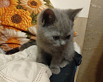 Кошки в Туле: Котята шотландские короткошортстные Разнополые, 2 000 руб. - фото 9