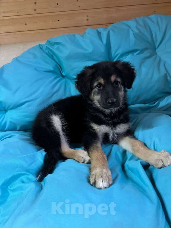 Собаки в Пушкино: Щенок девочка ищет дом! Девочка, Бесплатно - фото 2