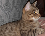Кошки в Санкт-Петербурге: Ласковый котик ищет новый дом  Мальчик, Бесплатно - фото 5
