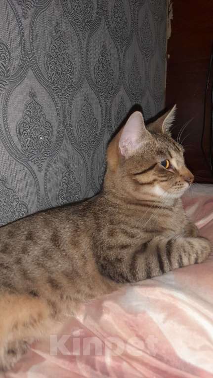Кошки в Санкт-Петербурге: Ласковый котик ищет новый дом  Мальчик, Бесплатно - фото 5