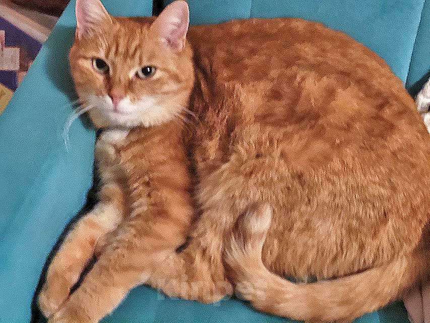 Кошки в Москве: Воспитанная интеллигентная рыжая кошечка Алиса ищет дом Девочка, 10 руб. - фото 6