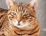Кошки в Москве: Бенгальский молодой кот!привит есть паспорт, 3 000 руб. - фото 3