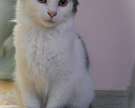 Кошки в Княгинино: Кот в добрые руки, 1 руб. - фото 3