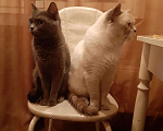 Кошки в Сосногорске: Котята британцы, 1 000 руб. - фото 6