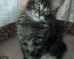 Кошки в Кашине: Котёнок полидакт, 1 руб. - фото 1