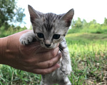 Кошки в Барнауле: Котята бенгалы Девочка, 15 000 руб. - фото 3