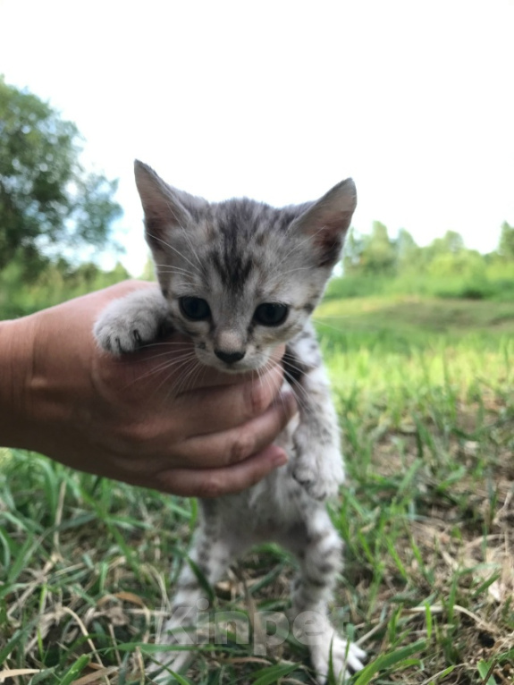 Кошки в Барнауле: Котята бенгалы Девочка, 15 000 руб. - фото 3