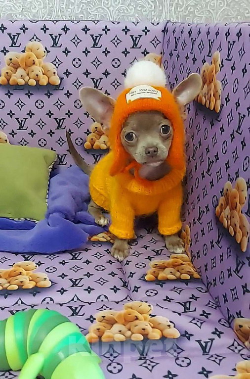 Собаки в Новосибирске: Девочка Чихуахуа Девочка, Бесплатно - фото 1