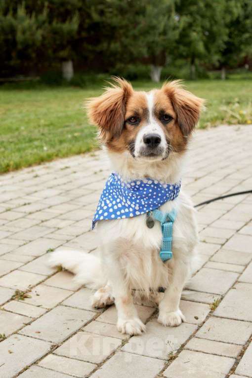 Собаки в других городах Московской области: Арни ищет семью Мальчик, Бесплатно - фото 2