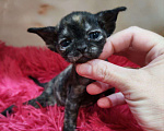 Кошки в Горячем Ключе: Котенок Девон Рекс в окрасе черная черепаха Девочка, 70 000 руб. - фото 1