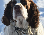 Собаки в Котельнике: Спрингер-спаниель Гранд в добрые руки Мальчик, Бесплатно - фото 1