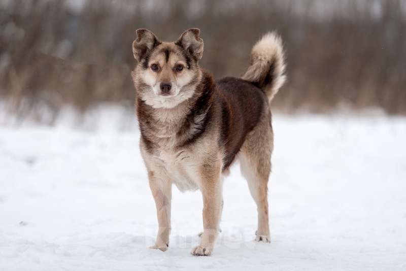 Собаки в Москве: Небольшой шоколадный пёсик Нейхем в добрые руки Мальчик, Бесплатно - фото 7