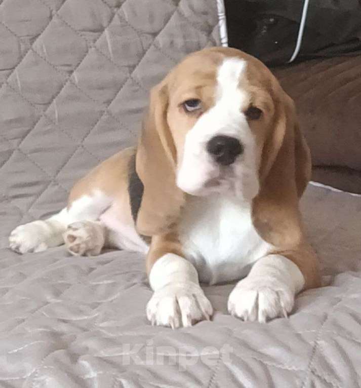 Собаки в Ангарске: Продажа Девочка, 40 000 руб. - фото 1