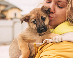 Собаки в Рязани: Щенок от небольшой собачки Мальчик, Бесплатно - фото 1