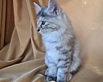 Кошки в Москве: Котенок курильского бобтейла Разнополые, 15 000 руб. - фото 3