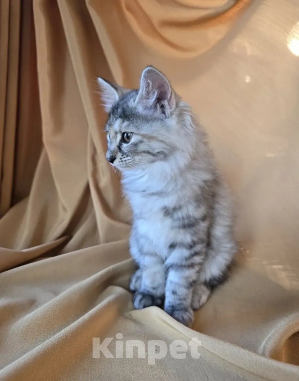 Кошки в Москве: Котенок курильского бобтейла Разнополые, 15 000 руб. - фото 3